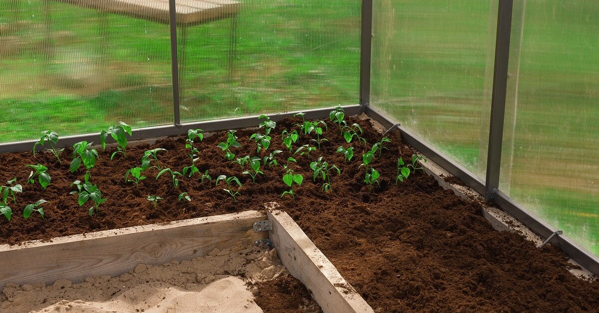 Посев семян на рассаду и уход за сеянцами томатов